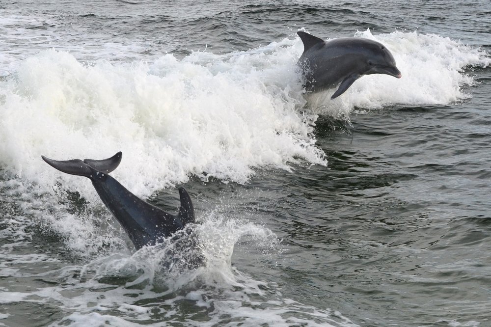 Where can I swim with dolphins Gulf Coast